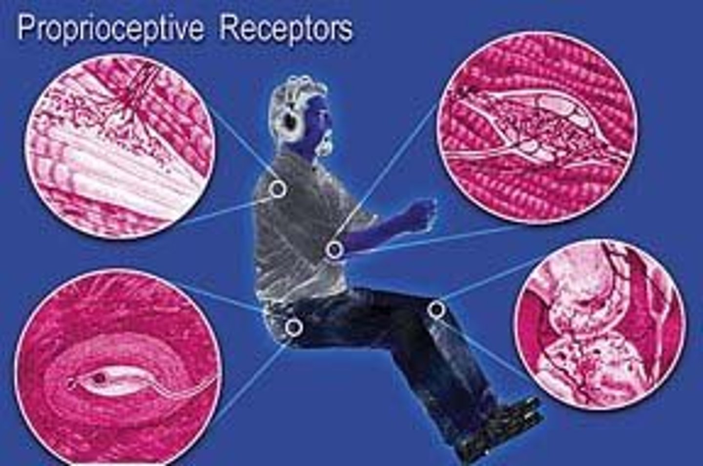 <p>1)Respond to internal stimuli live above, but location is restricted to skeletal muscle, tendons, joints, and ligaments</p><p>2)Constantly advise brain on body movement</p>