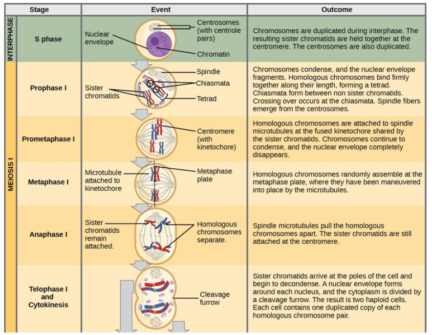 <ul><li><p><em>type of cell division</em> that occurs in sexually reproducing organisms to produce <strong>gametes</strong> (sperm and egg cells).</p></li><li><p>It reduces the number of chromosomes in half—from <strong>diploid (2n)</strong> to <strong>haploid (1n)</strong>—so when fertilization occurs, the resulting zygote has the correct diploid number of chromosomes. This prevents chromosome doubling in each generation</p></li><li><p>Consists of:</p><ul><li><p>One round of chromosome/DNA replication.</p></li><li><p>Two rounds of nuclear division (Meiosis I & II).</p><ul><li><p>Occurs in <strong>germ cells</strong> (not somatic cells)</p></li><li><p>. Produces <strong>4 genetically unique haploid cells</strong></p></li></ul></li></ul></li></ul><p></p>