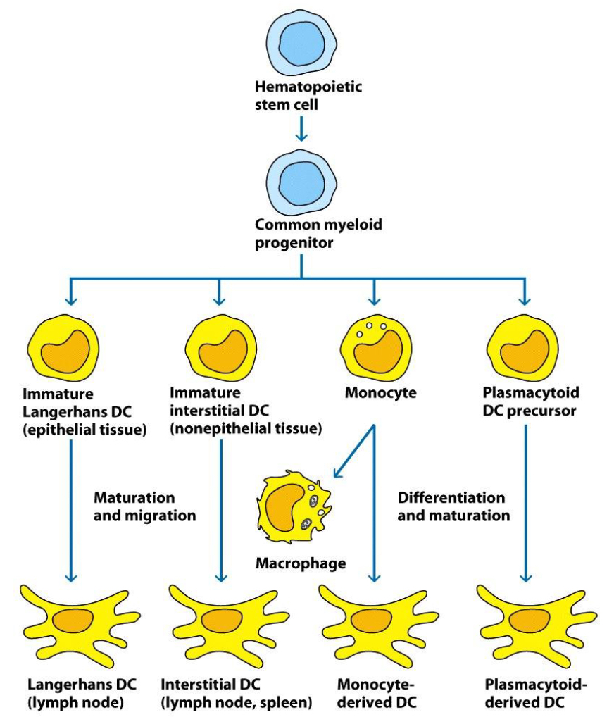 <ul><li><p>subsets arise from different lineages (myeloid and lymphoid)</p></li><li><p>covered multiple long membrane extensions (bunch of fingers morphology)</p></li><li><p>take up antigens by phagocytosis (large eating), pinocytosis (sipping) and receptor-mediated endocytosis.</p></li><li><p>reside in tissues and capture antigens from invading pathogens and load the antigen into MHC II &amp; I cells</p></li><li><p>migrate to lymph nodes and present these antigen to T cells and costim. T cell activation</p></li><li><p>produce cytokines to polarize immune responses</p></li></ul>