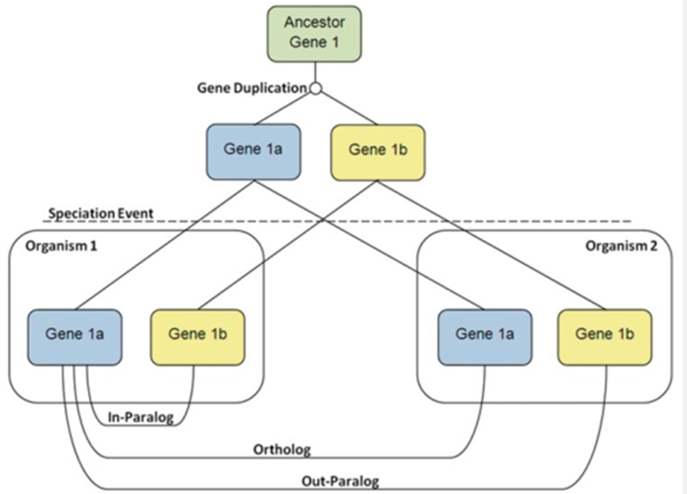 <p><span style="font-family: UICTFontTextStyleBody; font-size: 17px;">Homologs: Genes related by descent from a common ancestor.</span></p><p class="p1"></p><p class="p1"><span style="font-family: UICTFontTextStyleBody; font-size: 17px;">Orthologs: Same gene in different species, diverged by speciation (e.g., human HBB and mouse Hbb).</span></p><p class="p1"></p><p class="p1"><span style="font-family: UICTFontTextStyleBody; font-size: 17px;">Paralogs: Duplicated genes in the same genome (e.g., human HBA and HBB).</span></p>