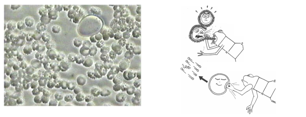 <p><span>contain sterols in plasma membrane, stolen from the host</span></p>