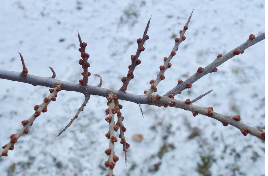 <p>Hippophae rhamnoides och Alnus-släktet</p>