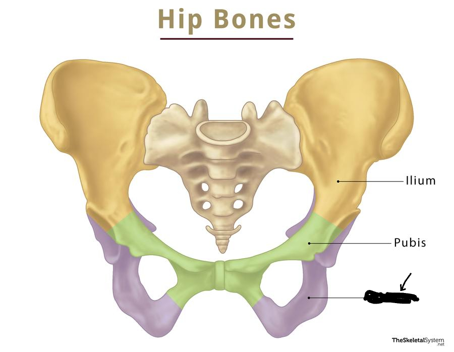 <p>what is this part of the pelvis?</p>