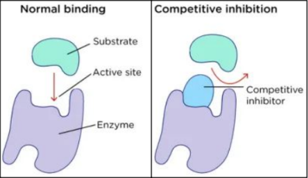 <p>1) <strong>Competitive Inhibitor (CI)</strong>: <strong>molecule that has a shape very similar to the actual substrate</strong></p><ul><li><p><strong> blocks the actual substrate from binding in the active site</strong></p></li></ul><p></p>