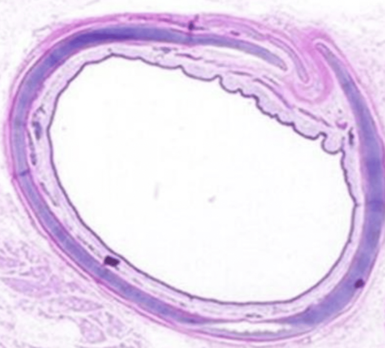 <p>what organ is this?</p>