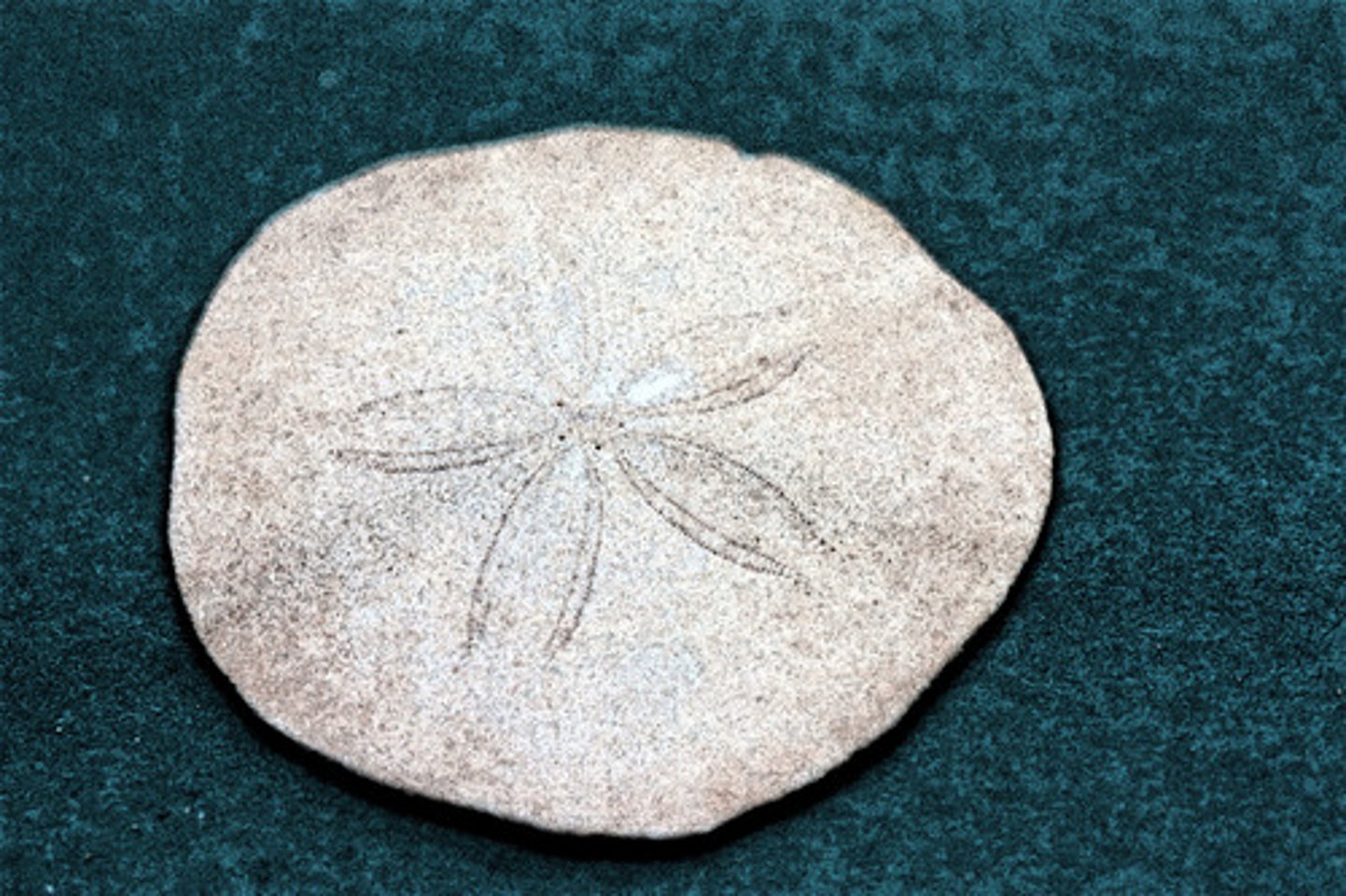 <p>What are the U shaped lines on this organism called?</p>