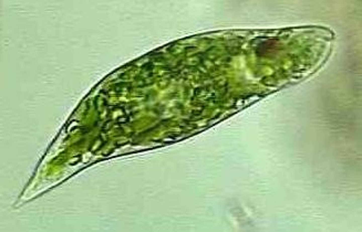 <p>has both plant-like (photosynthesizes) and animal-like characteristics (no cell wall, flagella for movement, can be heterotrophic)</p>