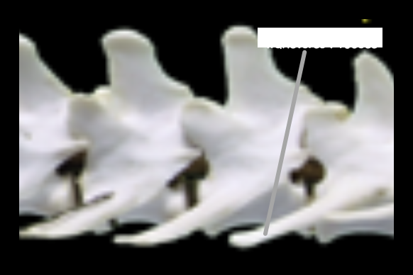 <p>bone </p>