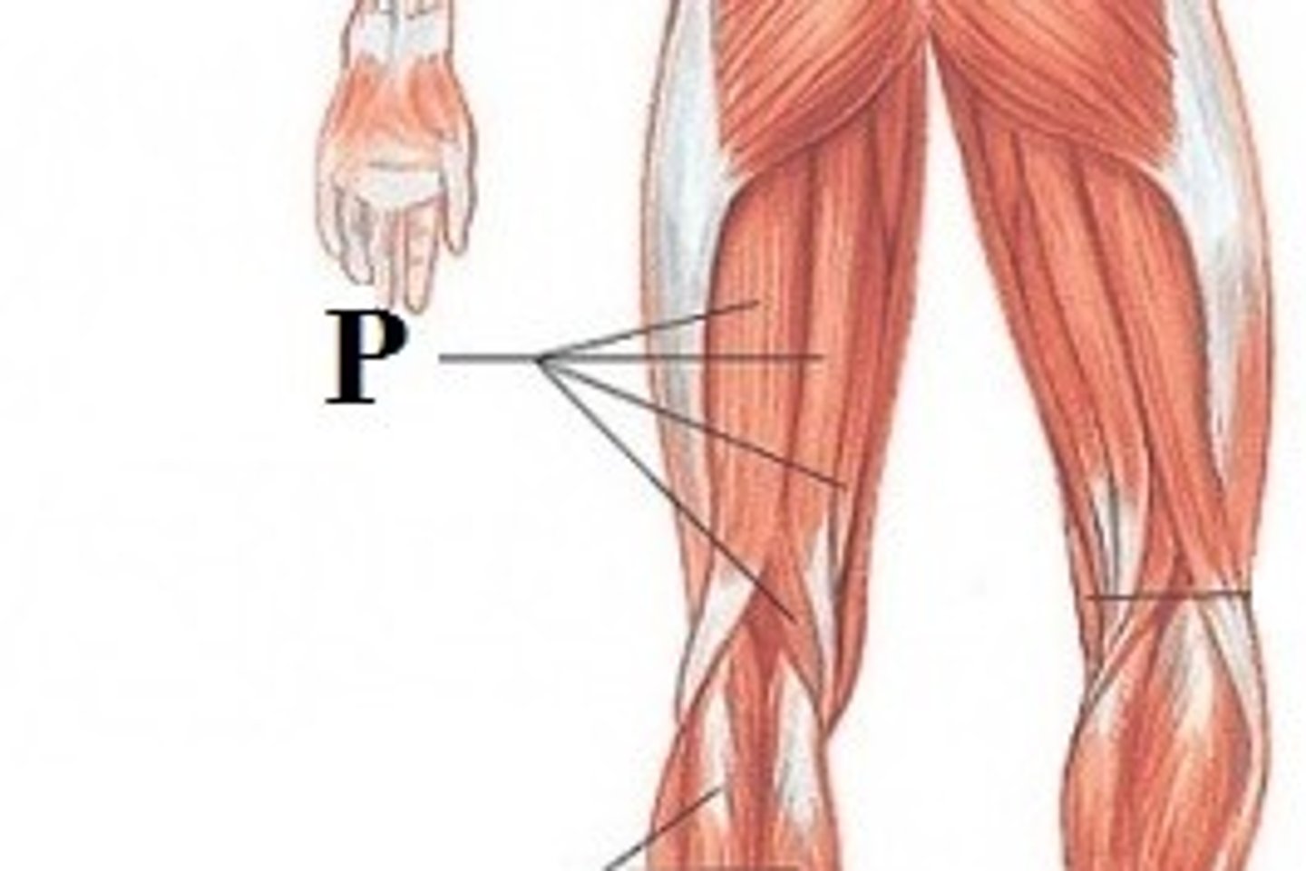 <p>DEFINITION</p><p>Also called the Biceps of the Femur cross and act upon two joints - the hip and the knee. Semitendinosus and semimembranosus extend the hip when the trunk is fixed; they also flex the knee and medially (inwardly) rotate the lower leg when the knee is bent.</p>
