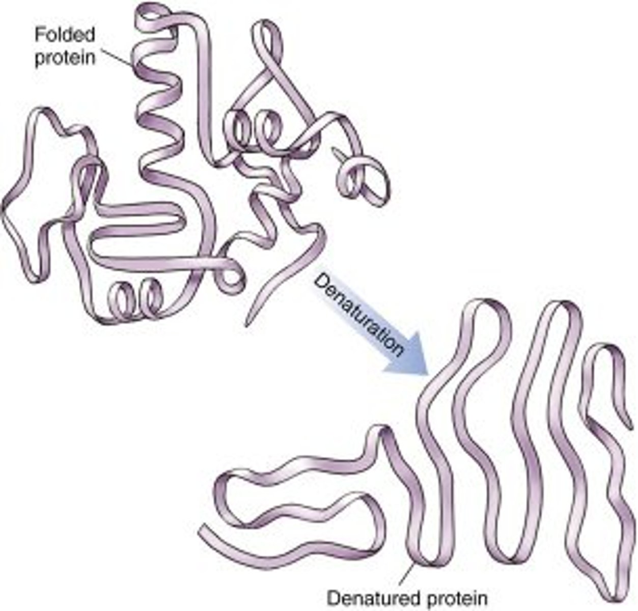<p>A process in which a protein unravels, losing its specific structure and hence function; can be caused by changes in pH or salt concentration or by high temperature. Also refers to the separation of the two strands of the DNA double helix, caused by similar factors.</p>