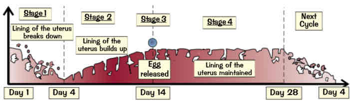 <ul><li><p>Stage 1 → Day 1 -menstruation starts. Uterus lining breaks down for about 4 days</p></li><li><p>Stage 2 → Uterus lining builds up again. From day 4–14, into a thick spongy layer full of blood vessels, ready to receive a fertilised egg</p></li><li><p>stage 3 → An egg develops &amp; is released from ovary at day 14 → ovulation</p></li><li><p>stage 4 → wall is maintained for about 14 days until day 28. If no fertilised egg has landed on uterus wall by day 28, spongy lining starts to break down &amp; whole cycle starts again</p></li></ul>