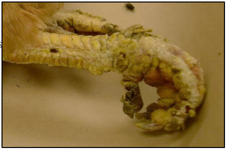 <p><strong>Cnemidocoptes mutans (burrowing mite)</strong></p><p><em>Order: Astigmata, Family </em><strong><em>Cnemidocoptidae</em></strong></p><ul><li><p><strong>Species</strong>: C. mutans, C. gallinae, C. pilae, C. prolifecus</p></li><li><p><strong>Morphology</strong>: no spines or pointed scales, no anterior vertical setae, snickers on all legs in adult males, round, convex dorsally.</p></li><li><p><strong>LC</strong>: Vinparous (ala human) - 17-21 days</p><ul><li><p>females burrows in epidermis, give birth L1 → crawls to skin surface → burrows again → creating multi-pockets</p></li><li><p>egg → larvae → protonymph → ditonymph → adult</p></li></ul></li><li><p><strong>CS</strong>:</p><ul><li><p>Mutans: scaly legs, malformation of fat, can go to neck and comb</p></li><li><p>gallinae: burrow in feather shaft, pain, bird pulls out feathers</p></li><li><p>pilae: beak and fat of birds</p></li></ul></li><li><p><strong>Treatment</strong>: ivermectin</p></li><li><p><strong>Diagnosis</strong>: mites on feather shafts or skin scrapings</p></li></ul><p></p>