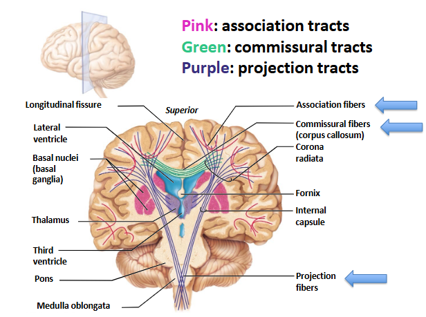 <ul><li><p>association = confined to the same hem</p></li><li><p>commissural = run between R/L hems</p></li><li><p>projection = project to and from the cerebral cortex and form asc/desc tracts </p></li></ul><p></p>