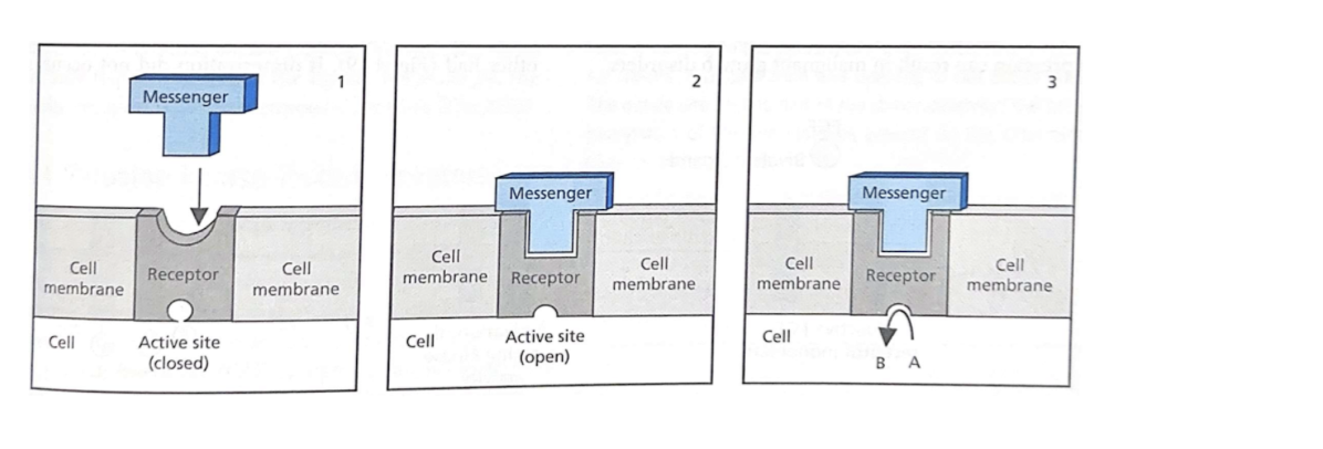 <ul><li><p><span style="background-color: transparent;">Chemical interactions between messenger and receptor change the shape of the receptor</span></p></li><li><p><span style="background-color: transparent;">Shape change allows creates/destroys catalytic function</span></p></li></ul><p></p>