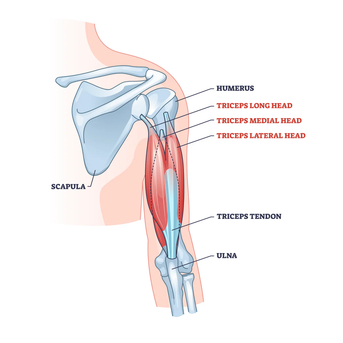 <p>M. Triceps brachii</p>