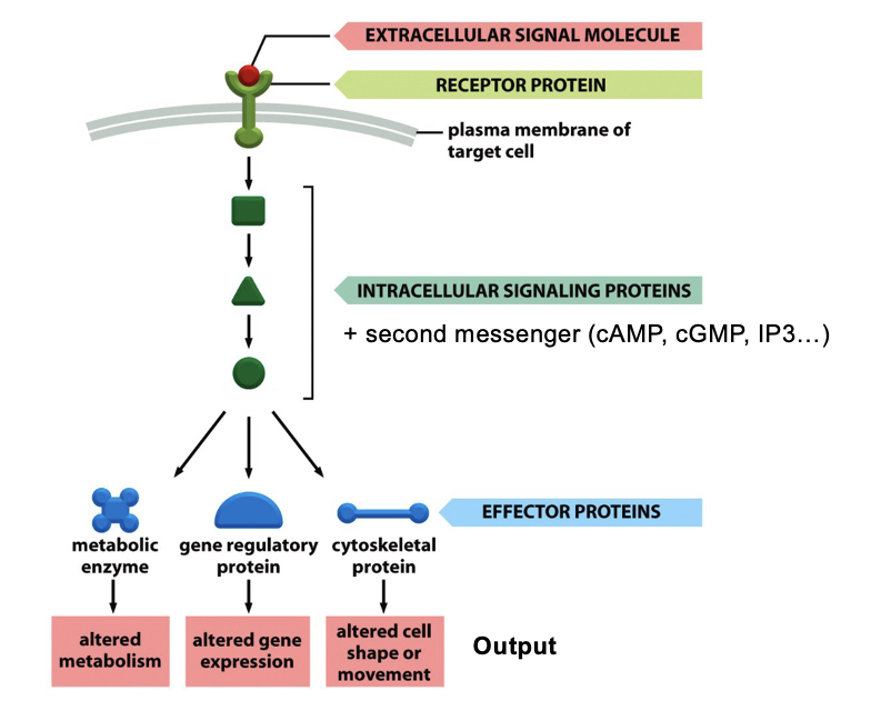 <ul><li><p>signal molecule binds to a cell-surface receptor</p><ul><li><p>most signal molecules are hydrophilic and cannot cross membrane</p></li></ul></li><li><p>activated receptor triggers intracellular signaling pathways (conformational change)</p><ul><li><p>involves a series of signaling proteins and second messengers (cAMP, cGMP, IP<sub>3</sub>) that relay and amplify the signal</p></li></ul></li><li><p>these signaling proteins act on effector proteins, which change cell behavior</p></li></ul><p></p>