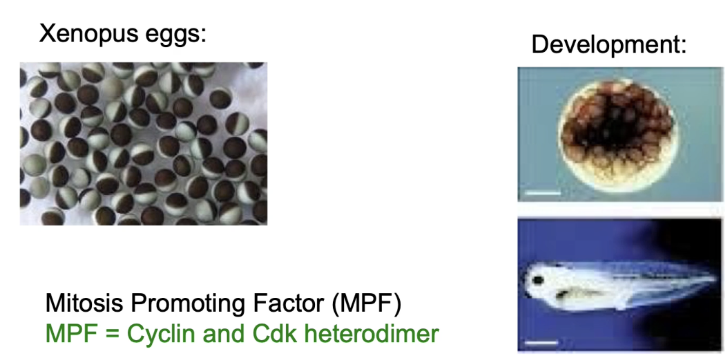 <ul><li><p><strong>MPF (Maturation/Mitosis Promoting Factor)</strong> discovered in frog eggs (Xenopus)</p><ul><li><p>Induces meiosis completion &amp; 11 mitotic divisions → forms blastocyst → further cell division + differentiation into tadpole</p></li><li><p>Identified by Masui &amp; Markert, 1971</p></li></ul></li><li><p>Later shown to be <strong>M-phase Cyclin-CDK</strong></p></li></ul><p></p>