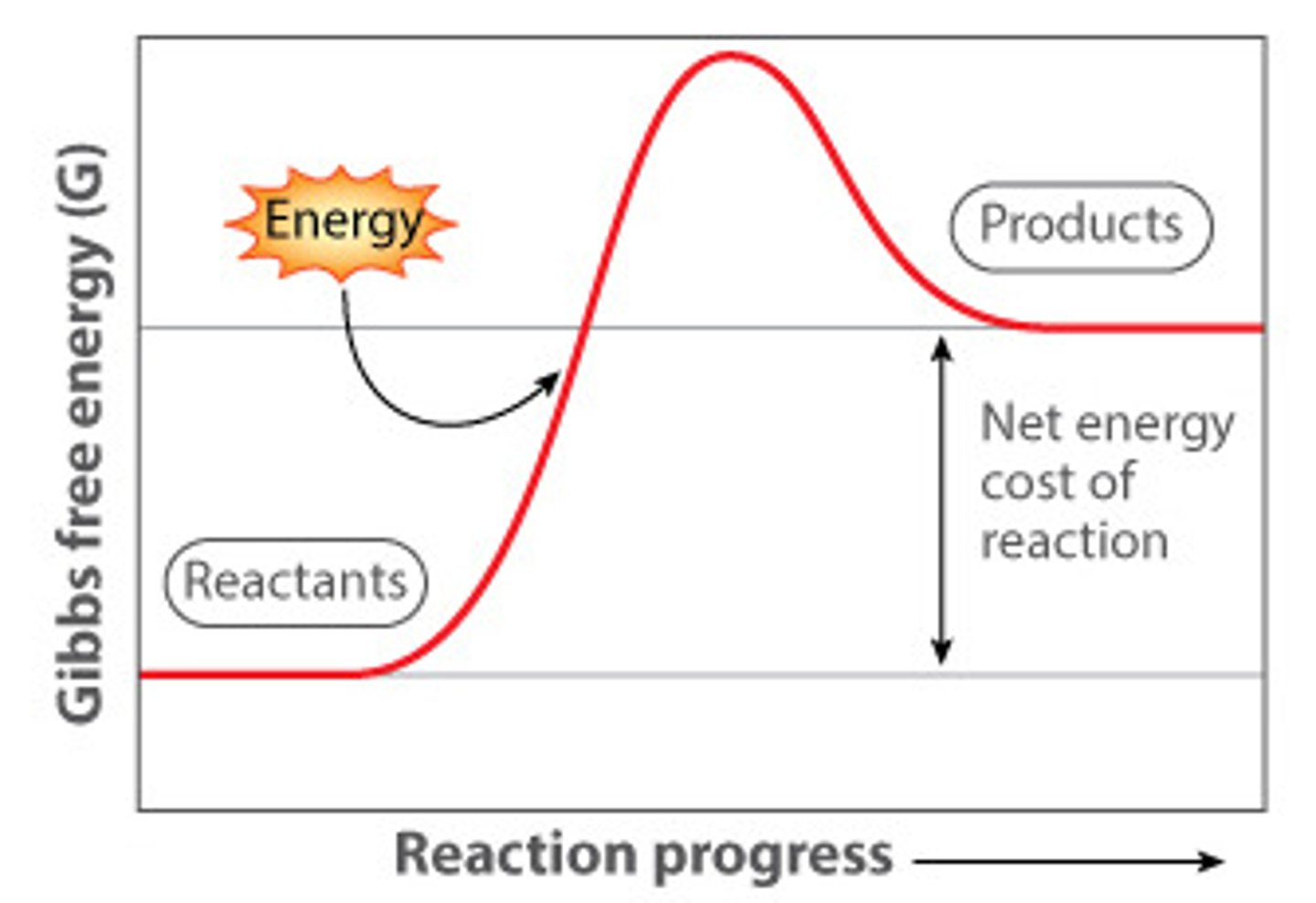 <p>requires energy, delta G is positive</p>