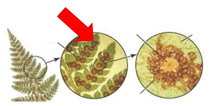 <p>What structure does this point to?</p><p>A) Sorus</p><p>B) Indusium</p><p>C) Spore</p><p>D) Sporangium</p>
