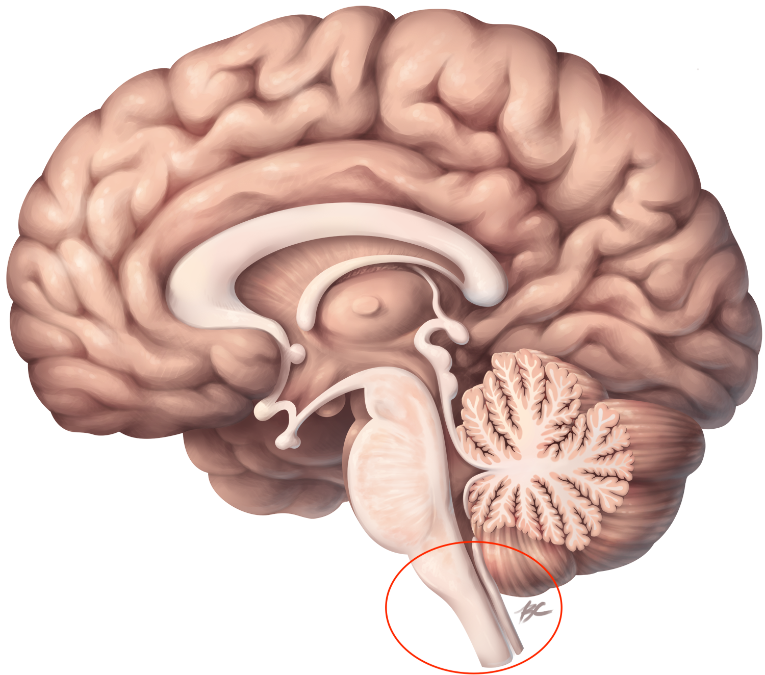 <p>Part of the hindbrain; manages automatic processes like heart rate, breathing, and blood pressure</p>