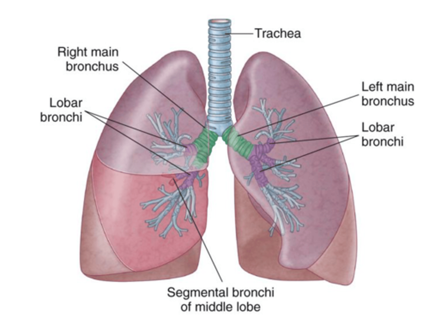 <p>trachea, bronchi, bronchioles, alveoli</p>