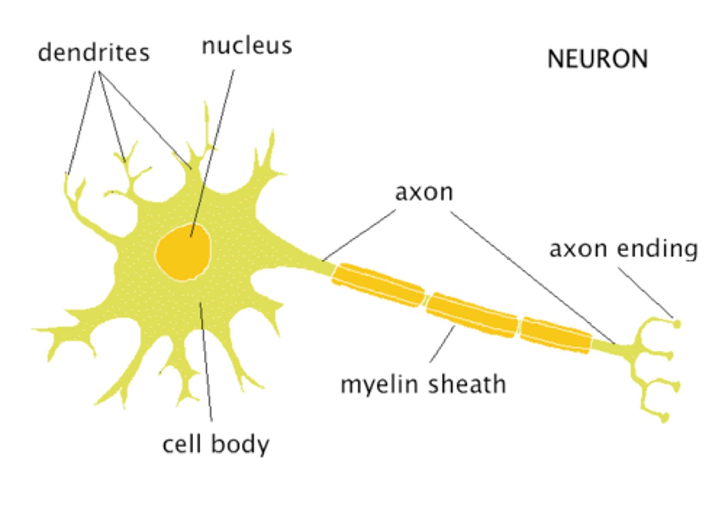 <p>- receives signals from other neurons</p><p>- conducts impulses TOWARD the body of a neuron</p>
