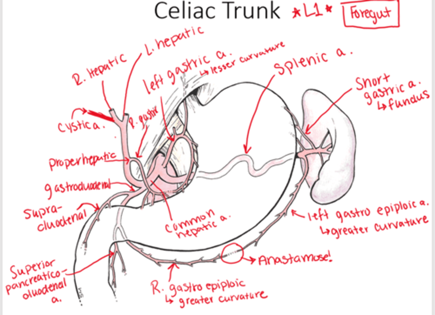 <p>L1: supplies foregut</p>