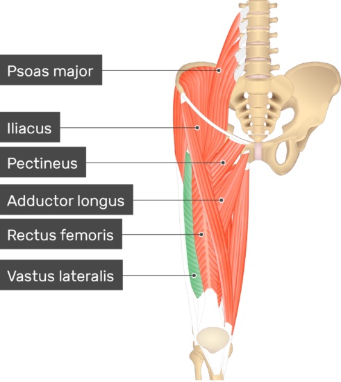 Origin: greater trochanter and linea of femur 

Insertion: Patellar tendon to tibial tuberosity 

Action: Extends leg