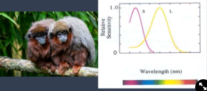 <ul><li><p>in most new world monkeys</p></li><li><p>have the SWS opsin on chromosome 7</p></li><li><p>have the L opsin on the X chromosome</p><p>→<strong> can see colours to an extent</strong>, similar to red-green colour blindness</p></li></ul>