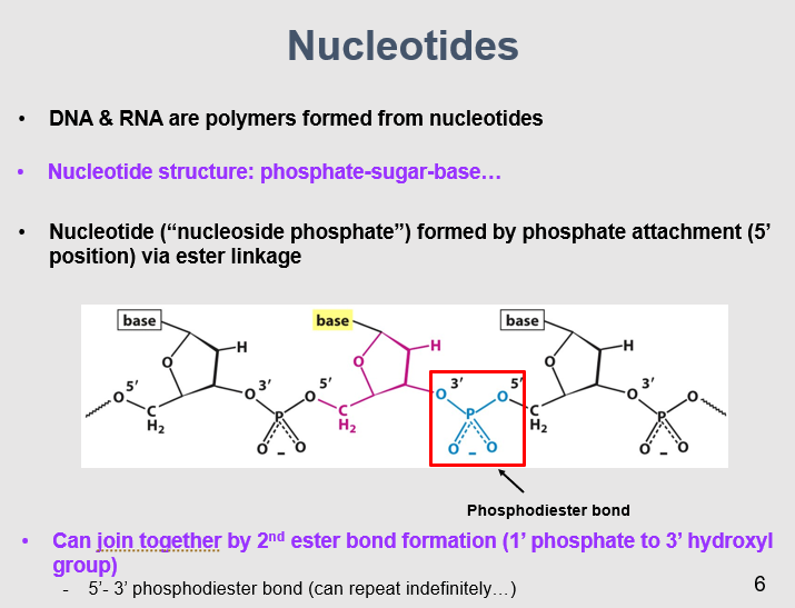<p>Nucleotides join together through the formation of a 5'-3' phosphodiester bond. This bond involves the phosphate group of one nucleotide linking to the 3' hydroxyl group of the next nucleotide in the chain. This process can repeat indefinitely to form a linear polymer. </p>