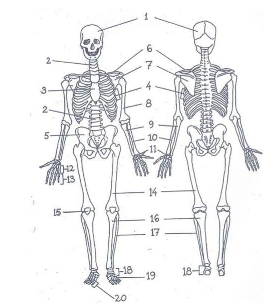 <p>Vad står alla  skelettets delar för? </p>