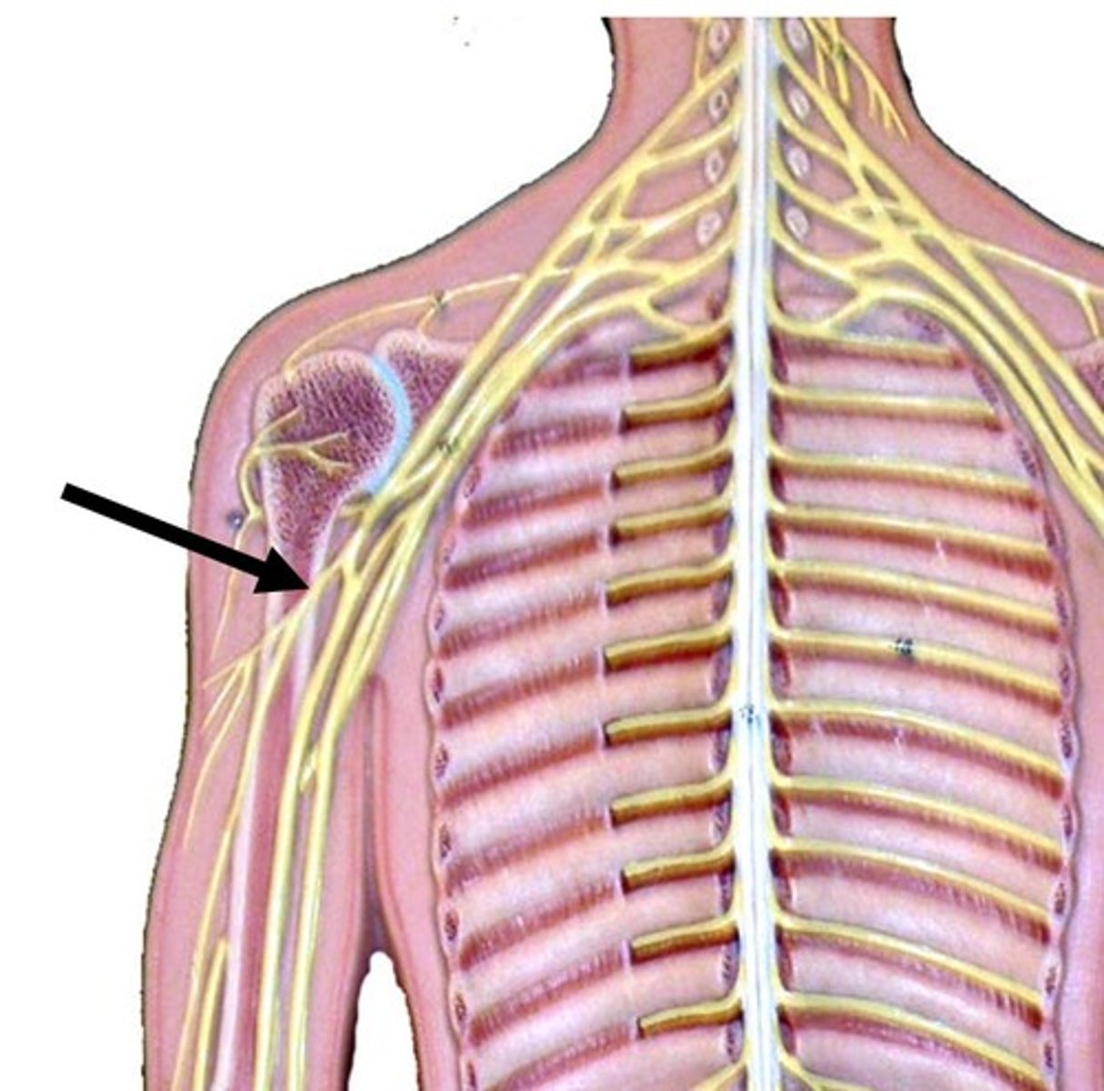 <p>most superior of the brachial plexus</p>