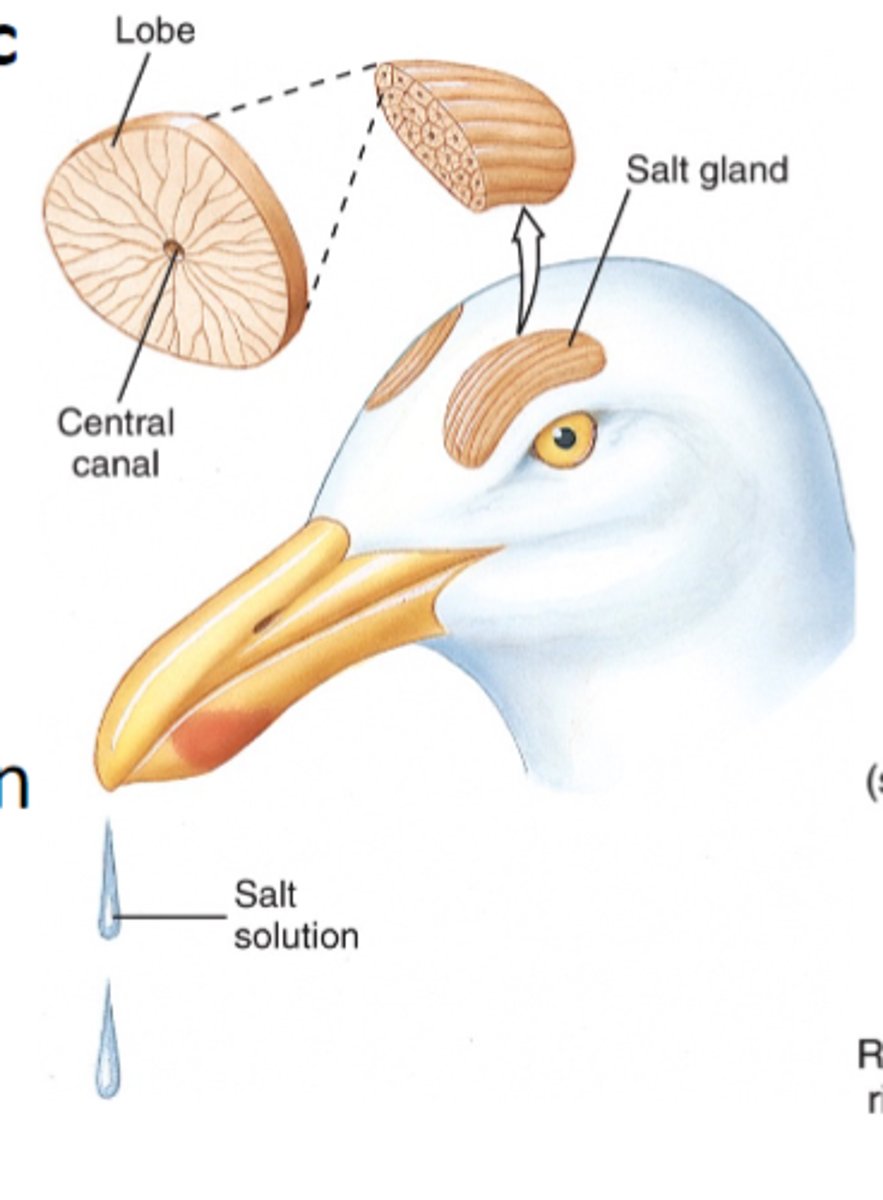 <p>excretion by metanephric kidneys in form of uric acid, salt glands may supplement kidneys in marine birds</p>