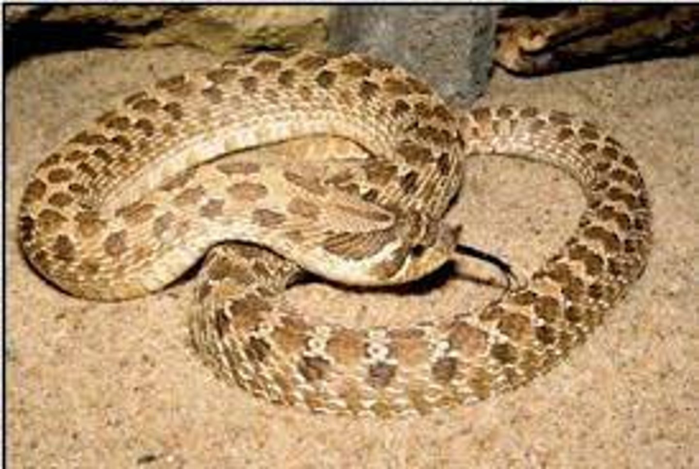 <p>-rear-fanged, medium sized snakes</p><p>-produce mild venom</p><p>-pointed, upturned nose</p>