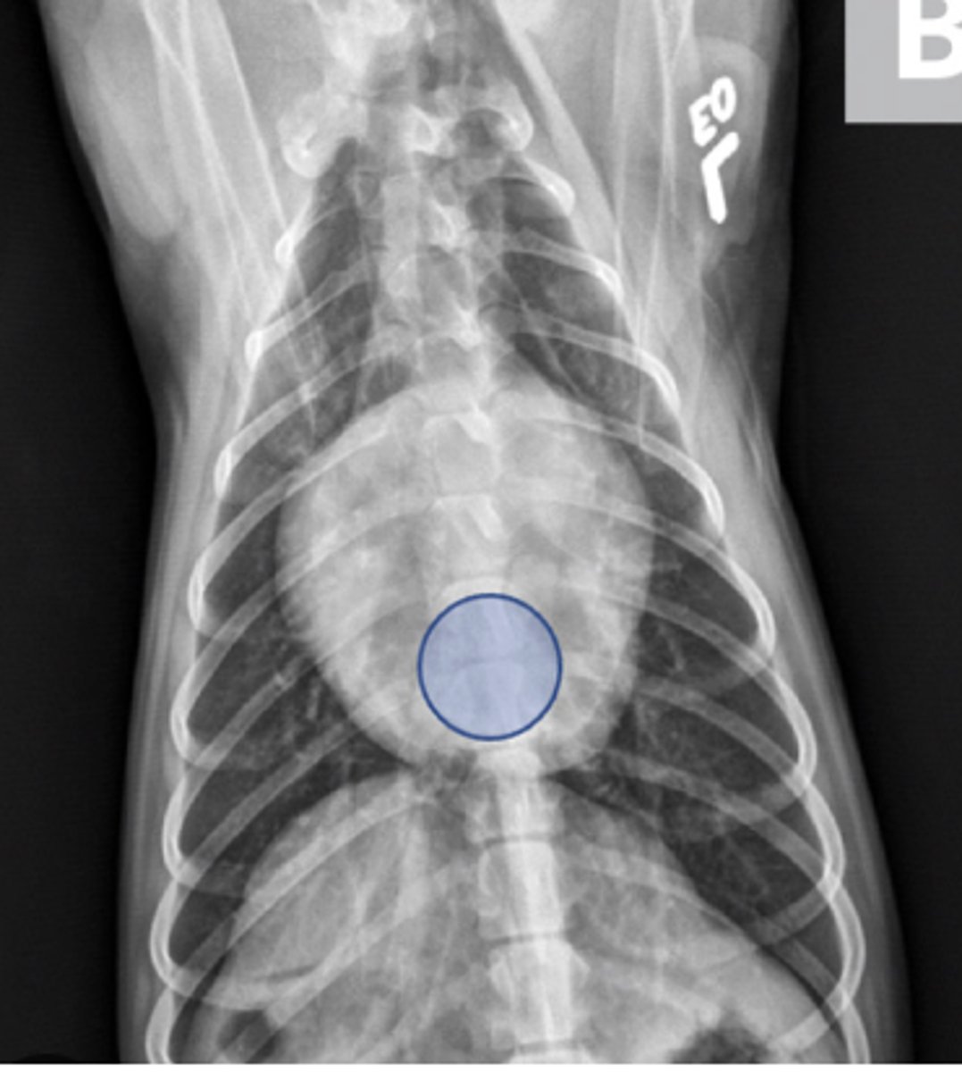 <p>8 y/o FS german shorthair pointer presents with exercise intolerance after hunting; what do these radiographs show about the cardiac silhouette?</p>
