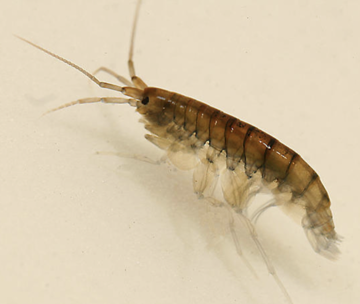 <p>amphipoda</p>