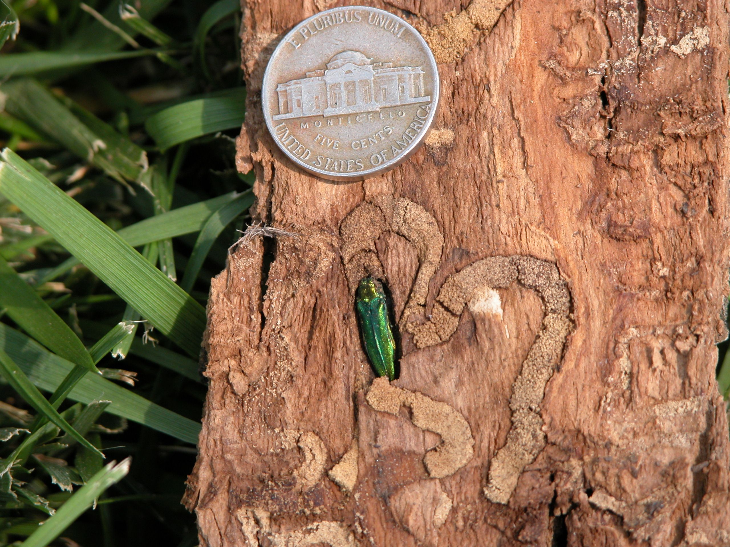 <p>Shiny green bug that creates squiggles under the bark of the tree.</p>