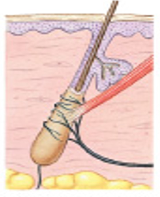 <p>Which type of tactile receptors:</p><ul><li><p>Monitor distortions and movements across the body surface wherever hairs are located</p></li><li><p>Adapt rapidly, so are best at detecting initial contact and movements </p></li></ul><p></p>