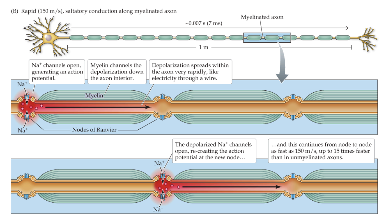 <p>regenerated by the opening of VGNa+ Channels at Each Node of Ranvier</p>