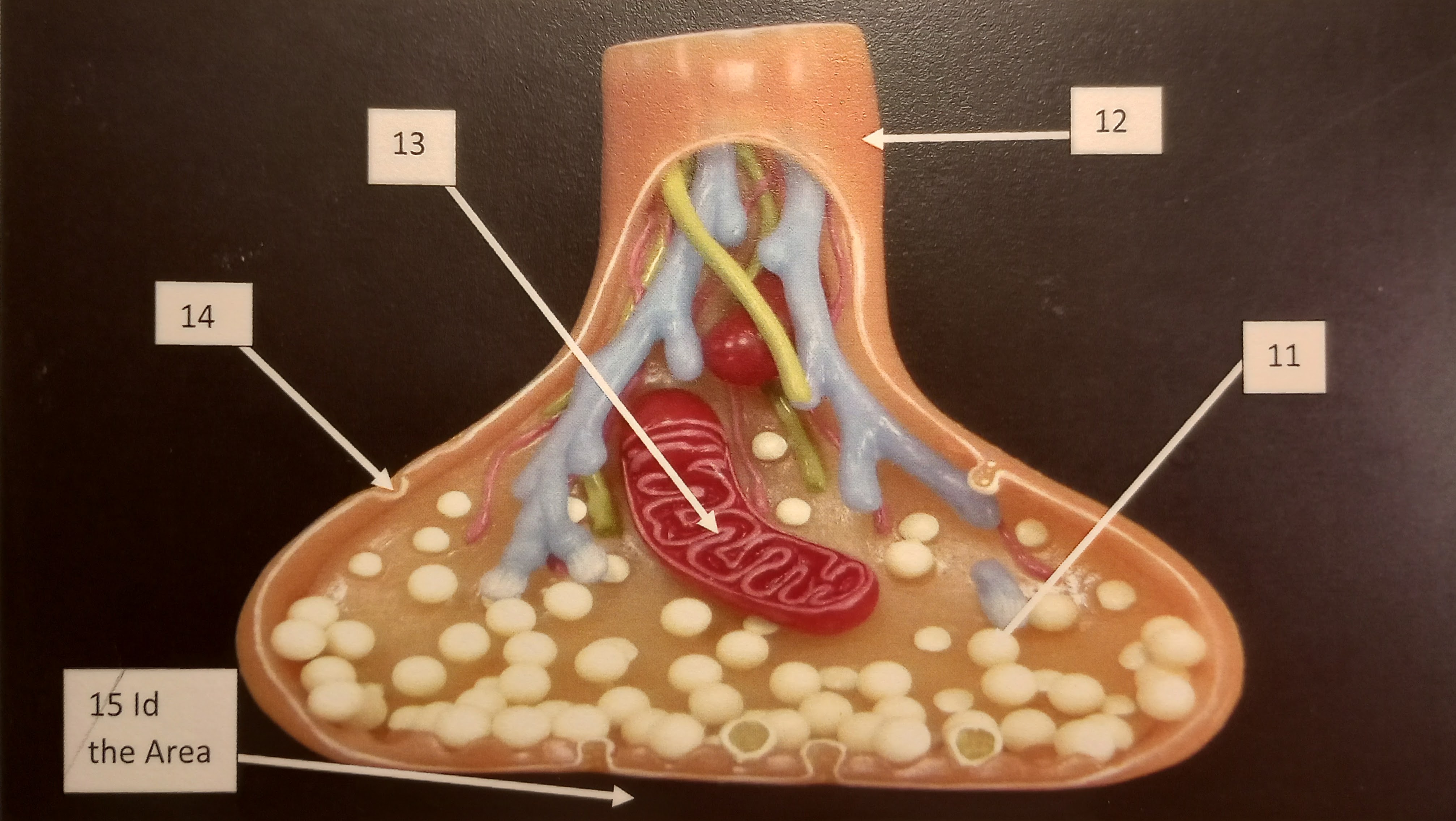 Identify number 11 in the illustration 