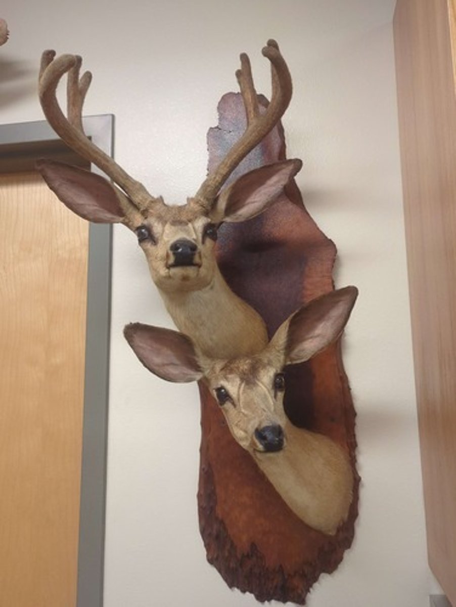 <p>What animal is this? Answer with "Wall" after animal name.</p>