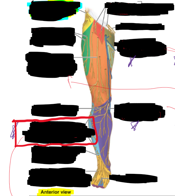 <p>What is the structure circled?</p>