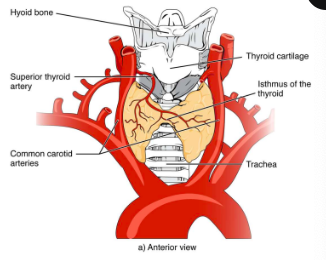 <p>just below larynx on either side of trachea; lateral to the first 3-8 tracheal rings; 2 lobes connected by isthmus which is fibrous in cows and horses, indistinct in dogs and cats; largest purely endocrine gland</p>