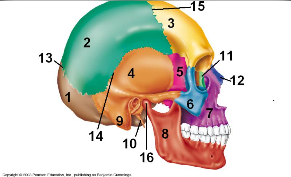 <p>bone indicated by 1 </p>