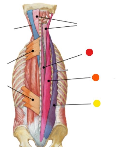 <p>What is the orange dot? </p>
