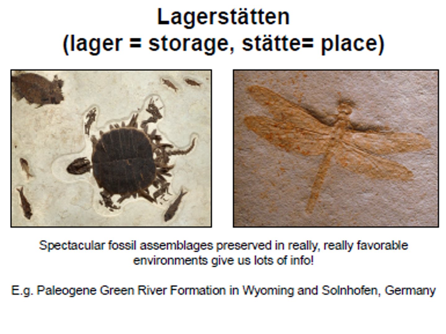 <p>term for sites with an abundant supply of unusually well-preserved fossils - often including soft tissues - from the same period of time</p>