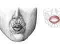 <p>closes and protrudes lips</p>