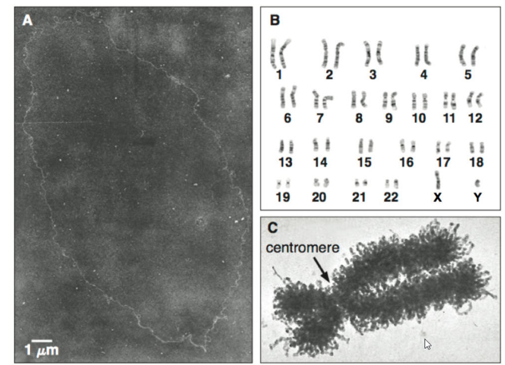 <p>What organism's chromosomes are shown in panel <strong>B</strong>?</p><p><br></p>