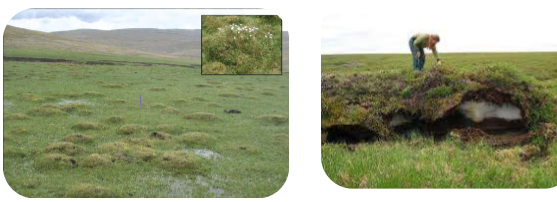 * Periglacial landforms
* Formed by pockets of soil which were filled with water than froze
* Small-scale mounds of frozen ground
