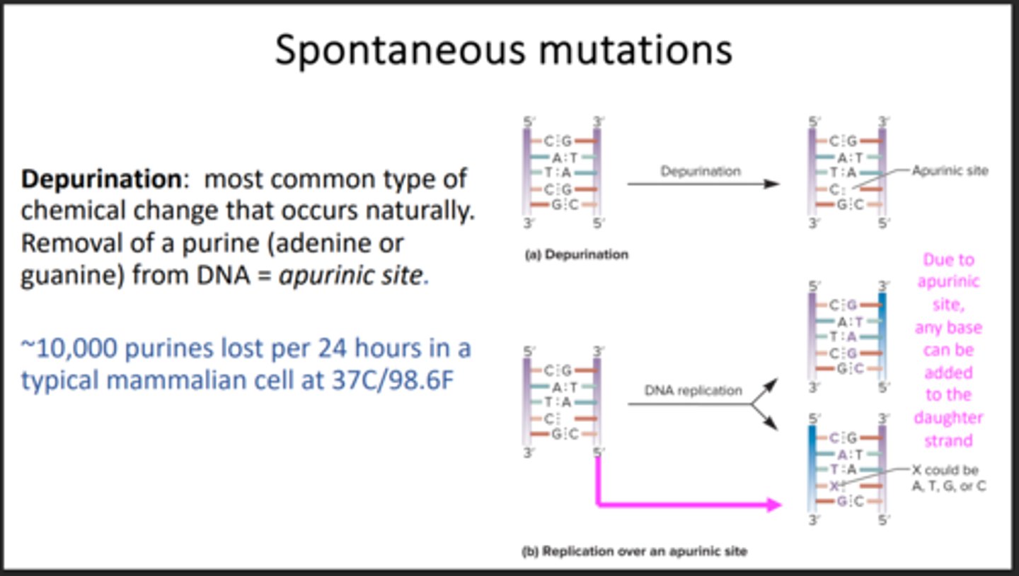 <p>Losing an Adenine or Guanine</p>